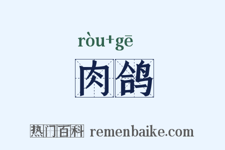 肉鸽是什么意思的图片